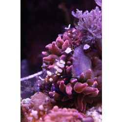   Periclimenes brevicarpalis - Anemona garnéla pár (hím-nőstény)