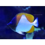 Hemitaurichthys Polylepis (Piramis pillangóhal)