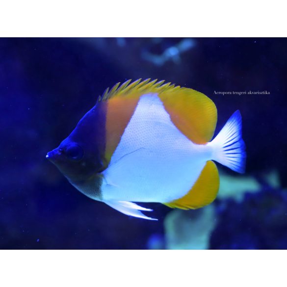 Hemitaurichthys Polylepis (Piramis pillangóhal)