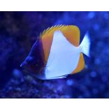 Hemitaurichthys Polylepis (Piramis pillangóhal)