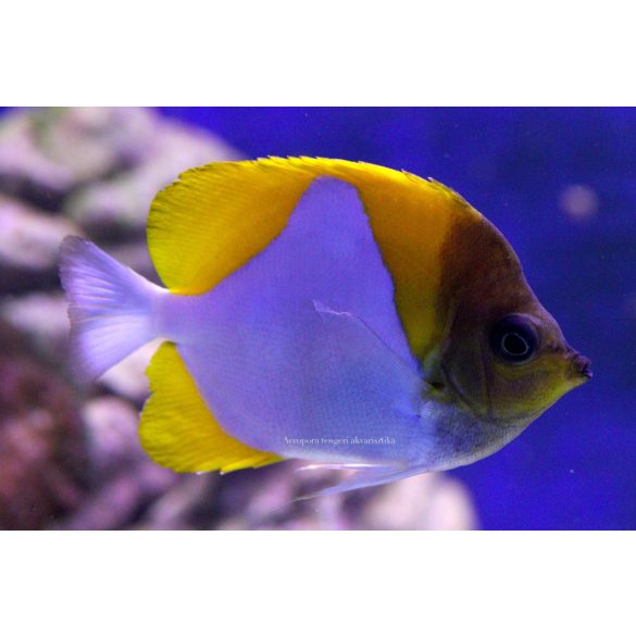 Hemitaurichthys Polylepis (Piramis pillangóhal)