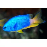 Pomacentrus coelestis (Neon korallsügér)