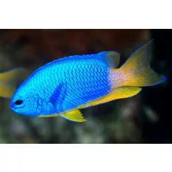 Pomacentrus coelestis (Neon korallsügér)