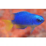 Pomacentrus coelestis (Neon korallsügér)