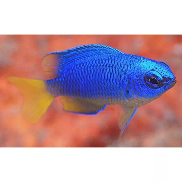 Pomacentrus coelestis (Neon korallsügér)