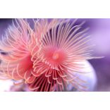 Protula bispiralis (Piros csőféreg)