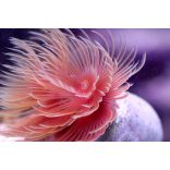 Protula bispiralis (Piros csőféreg)