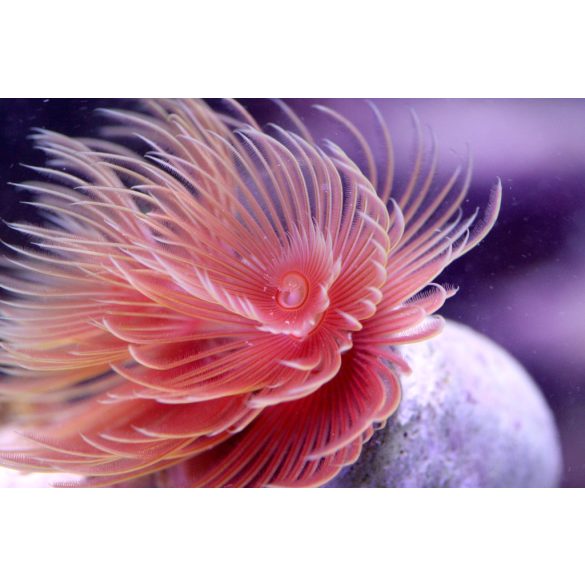 Protula bispiralis (Piros csőféreg)