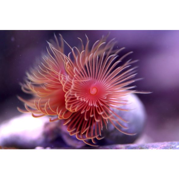 Protula bispiralis (Piros csőféreg)