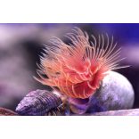 Protula bispiralis (Piros csőféreg)