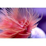 Protula bispiralis (Piros csőféreg)