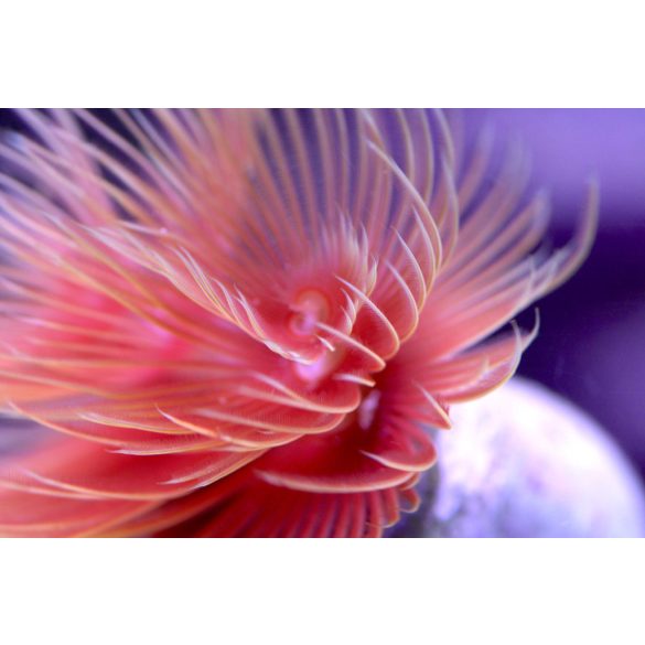 Protula bispiralis (Piros csőféreg)