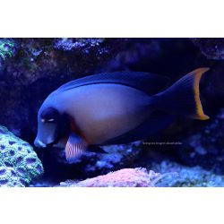 Acanthurus pyroferus (Csokoládé doktorhal)