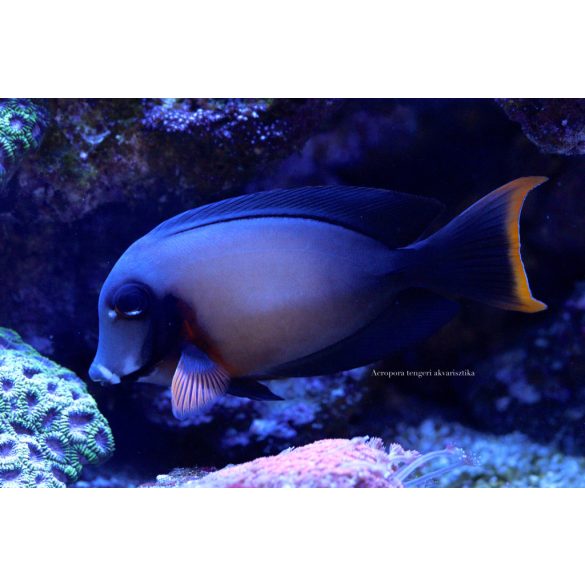 Acanthurus pyroferus (Csokoládé doktorhal)