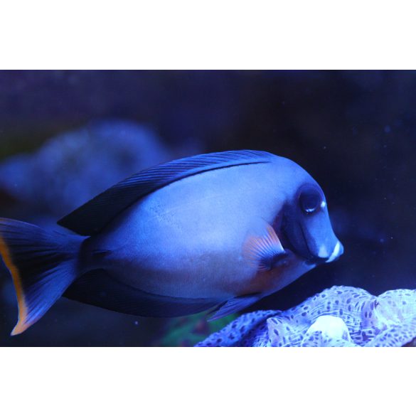 Acanthurus pyroferus (Csokoládé doktorhal)