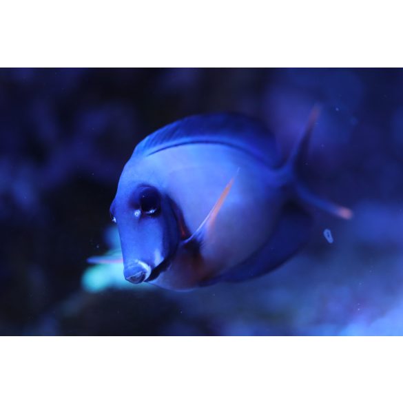 Acanthurus pyroferus (Csokoládé doktorhal)