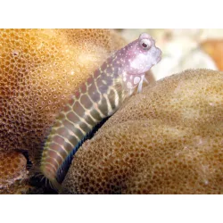 Salarias segmentatus (Sávos / fésűsfogú nyálkáshal)