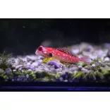 Synchiropus sycorax (Vörös mandarinhal)
