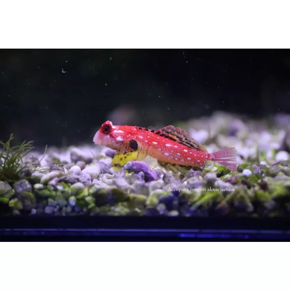 Synchiropus sycorax (Vörös mandarinhal)
