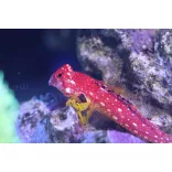 Synchiropus sycorax (Vörös mandarinhal)