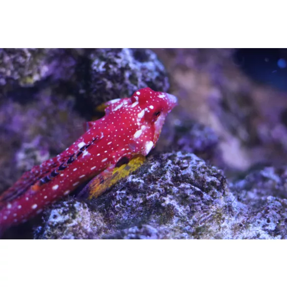 Synchiropus sycorax (Vörös mandarinhal)