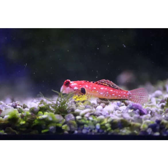 Synchiropus sycorax (Vörös mandarinhal)