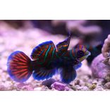 Pterosynchiropus splendidus (Kék mandarihal)