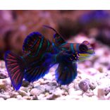 Pterosynchiropus splendidus (Kék mandarihal)