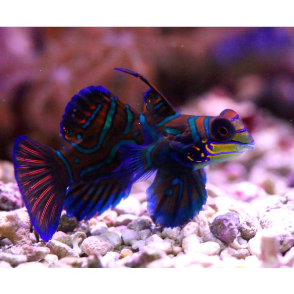 Pterosynchiropus splendidus (Kék mandarihal)