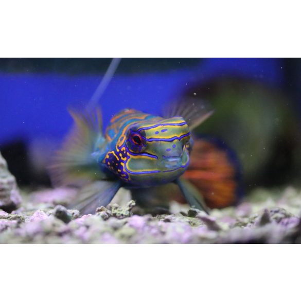 Pterosynchiropus splendidus (Kék mandarihal)