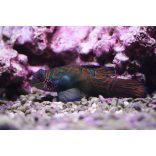 Pterosynchiropus splendidus (Kék mandarihal)