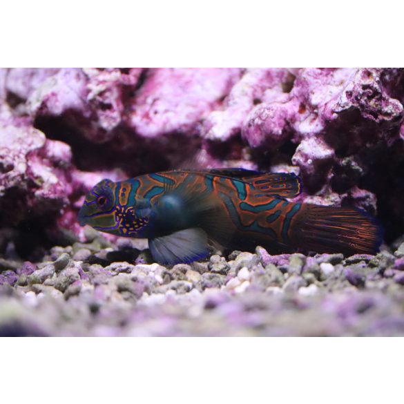 Pterosynchiropus splendidus (Kék mandarihal)