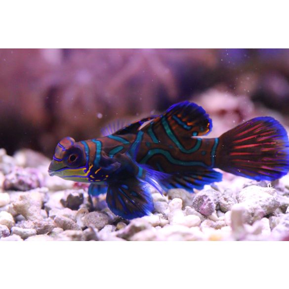 Pterosynchiropus splendidus (Kék mandarihal)