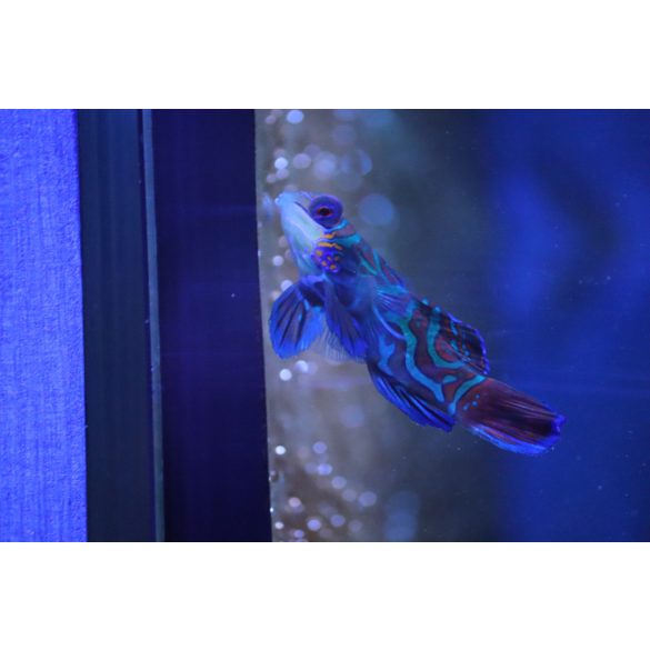 Pterosynchiropus splendidus (Kék mandarihal)