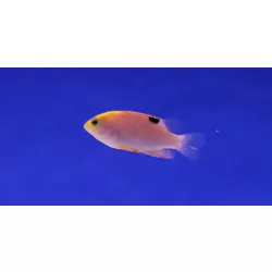 Chrysiptera talboti (Talbot korallsügér)