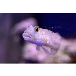 Valenciennea puellaris (Narancsfoltos talajforgató géb)