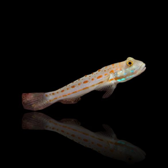 Valenciennea puellaris (Narancsfoltos talajforgató géb)