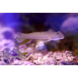 Valenciennea sexguttata (Hatpettyes talajforgató géb)