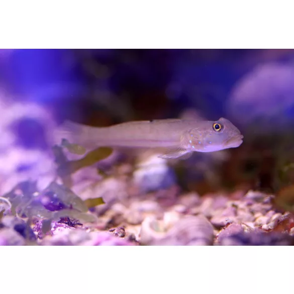 Valenciennea sexguttata (Hatpettyes talajforgató géb)