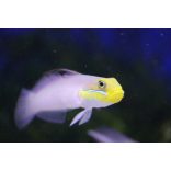 Valenciennea strigata (Kéksávos talajforgató géb)