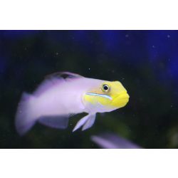 Valenciennea strigata (Kéksávos talajforgató géb)