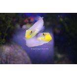 Valenciennea strigata (Kéksávos talajforgató géb)