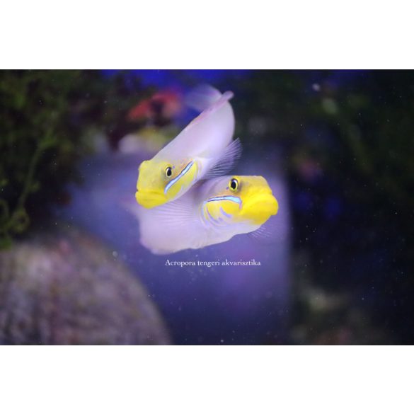 Valenciennea strigata (Kéksávos talajforgató géb)