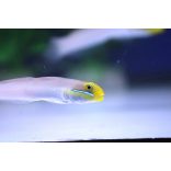 Valenciennea strigata (Kéksávos talajforgató géb)