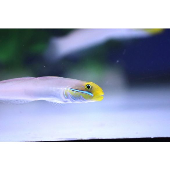 Valenciennea strigata (Kéksávos talajforgató géb)