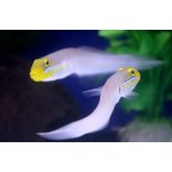 Valenciennea strigata (Kéksávos talajforgató géb)