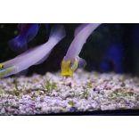 Valenciennea strigata (Kéksávos talajforgató géb)