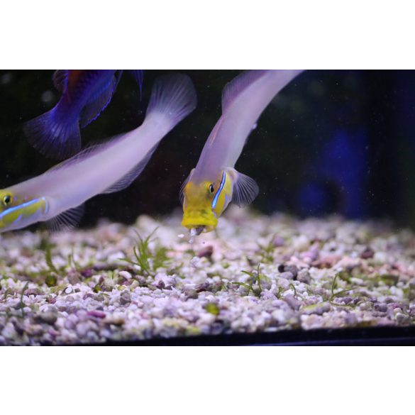 Valenciennea strigata (Kéksávos talajforgató géb)