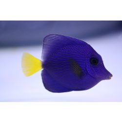 Zebrasoma xanthurum (Vörös-tengeri doktorhal)