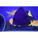 Zebrasoma xanthurum (Vörös-tengeri doktorhal)